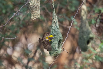 Baya Weaver