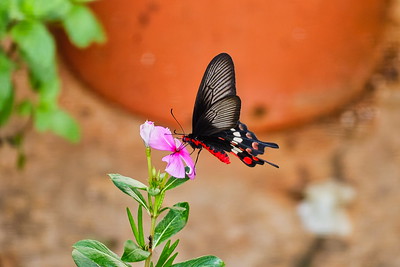 Swallowtail Butterfly (Common Rose)